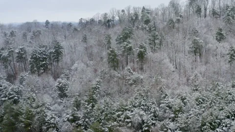Winter trees 05 库存影片 168956170