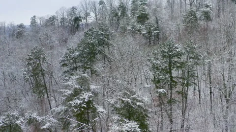 Winter trees 06 库存影片 168969069