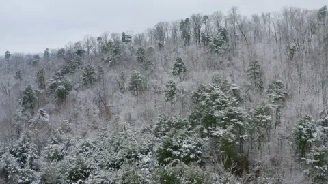 Winter trees 07 库存影片 169001596