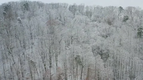 Winter trees 08 Stock Footage 169000673