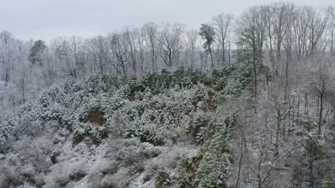 Winter trees 09 库存影片 169001046