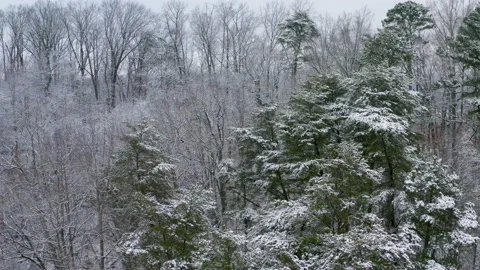 Winter trees 10 库存影片 169003169