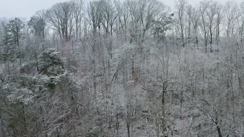 Winter trees 11 库存影片 169002276