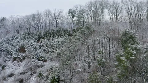 Winter trees 12 库存影片 169005538