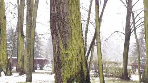 Winter trees 4k Video stock 82994975