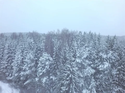 Winter trees. Aerial shoot. 库存影片 81021672