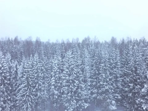 Winter trees. Aerial shoot. 库存影片 81023727