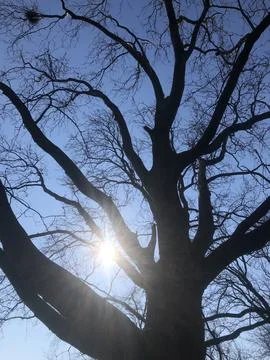 Winter trees against the blue sky in the sun Stock Photos