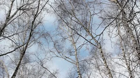 Winter trees and clouds Stock Footage 21153539