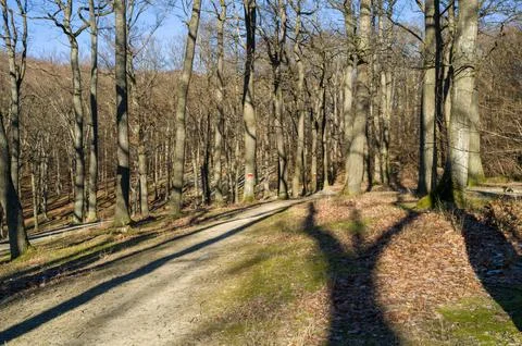 Winter Trees and Long Shadows Stock Photos