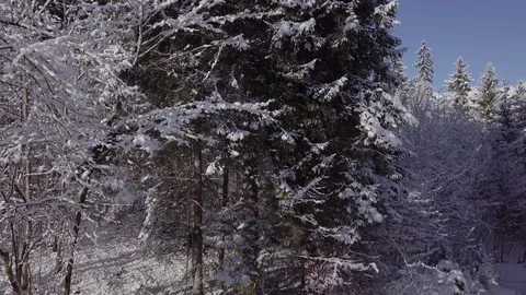 Winter Trees and Mountains  Vídeo Stock 88708675