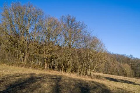 Winter Trees and Shadows Stock Photos