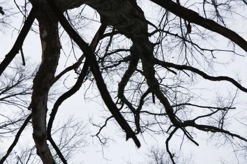 Winter Trees and Sky 写真素材