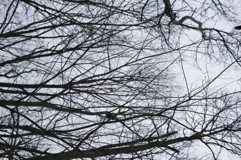 Winter Trees and Sky Stock Photos