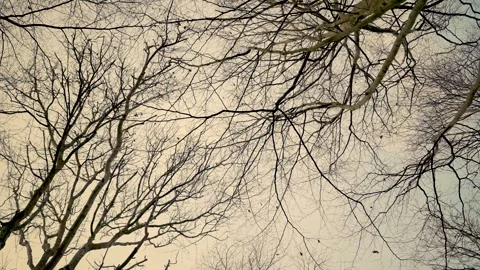 Winter trees and sky in strong winds Stock Footage 260119362