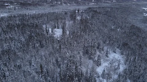 Winter trees and snow covered mountains in Alaska Stock-Footage 168861285