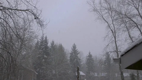 Winter Trees and Snowfall Video stock 124023852