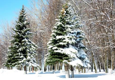 Winter trees in april Stock-Fotos