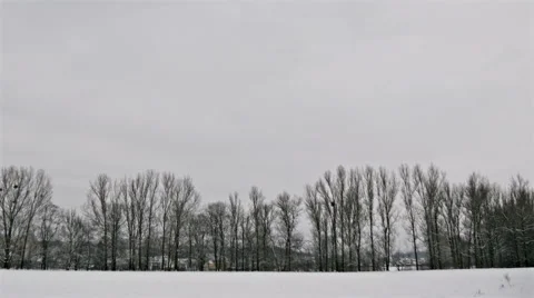 Winter Trees in Avenue 動画素材 46310157