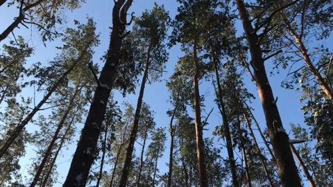 Winter Trees Background Stock Footage 147980554