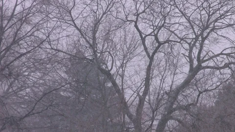 Winter trees background Stock Footage 228766605