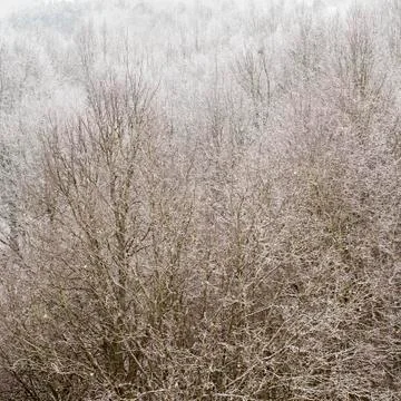 Winter trees background Stock Photos