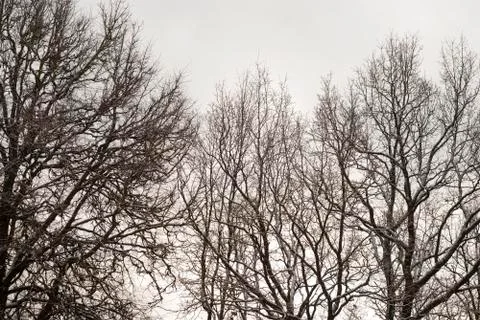 Winter trees background Stock Photos