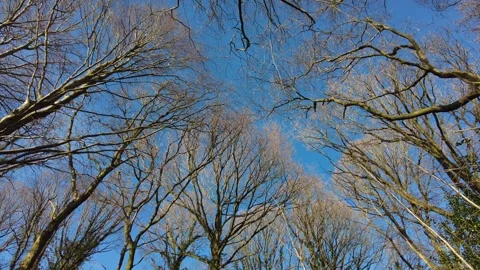 Winter trees with bare branches reach upwards against a clear blue sky Video stock 312396840