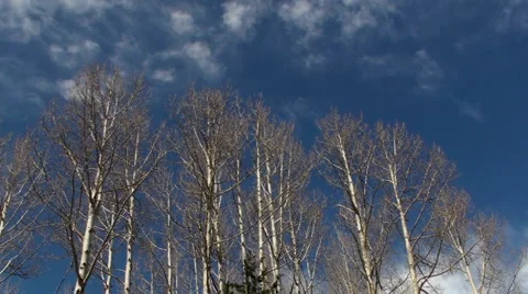 Winter Trees Bare Time Lapse Stock Footage