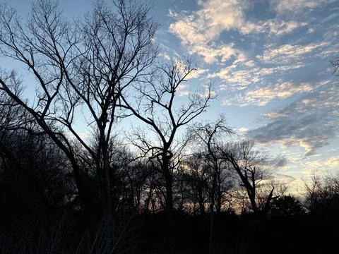 Winter Trees Beneath Colorful Cloudy Sunset Stock-Fotos