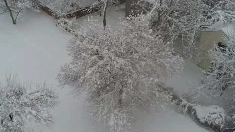 Winter trees with birds - Drone camera moves down and up Video stock 137941538