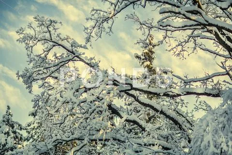 Winter trees with blue sky and sun Stock Photos