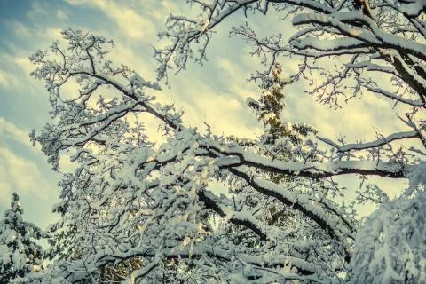 Winter trees with blue sky and sun Фото