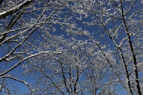 Winter trees on blue sky background Stock Photos