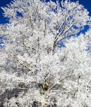 Winter trees on blue sky Foto stock