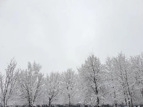Winter trees, branches in snow Stock Photos