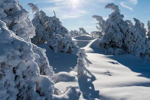 Winter Trees on the Brocken Stock Photos