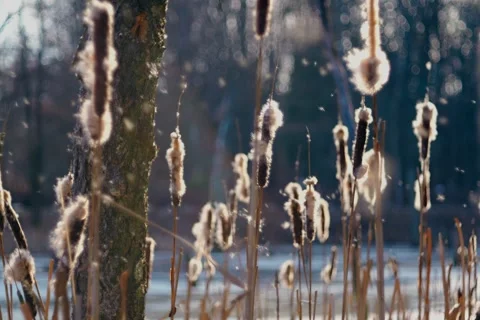 Winter trees with bubble bokeh in Open Gate Stock Footage 329923185