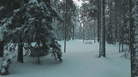 Winter Trees Cinematic Stock Footage 200830901
