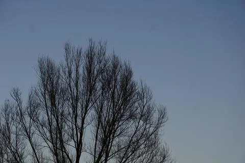 Winter trees in the city of Stuttgart Stock Photos