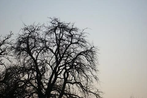 Winter trees in the city of Stuttgart Stock Photos
