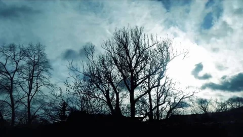 Winter Trees with Clouds, Timelapse Stock Footage 84762298