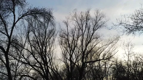 Winter trees by cloudy sky - Drone camera moves forward and up. Stock Footage 138263014
