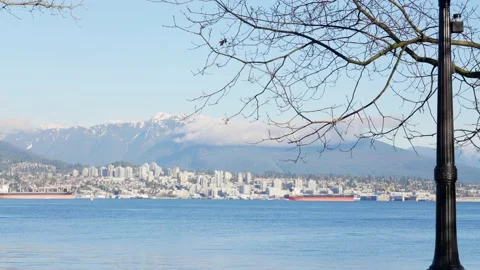 Winter trees on the coast in winter with snow-covered mountains in the distance Stock Footage 147315400