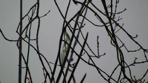 Winter trees with coloured rainbow ribbons blowing in the breeze Stock Footage 130349140