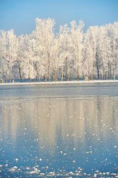 Winter trees covered with frost Free Stock Photos