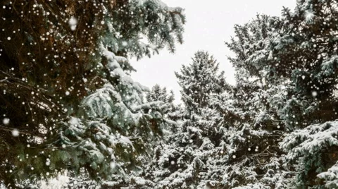 Winter Trees Covered With Snow Stock Footage 58877240