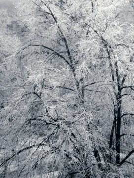 Winter trees covered with snow Stock-Fotos