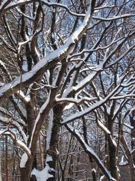Winter trees covered with snow - tree branches in snow Stock Photos