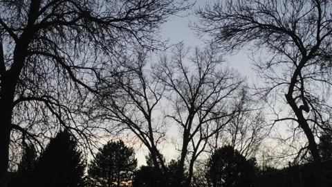 Winter trees - Drone camera moves back, forward, and up Stock Footage 137887997